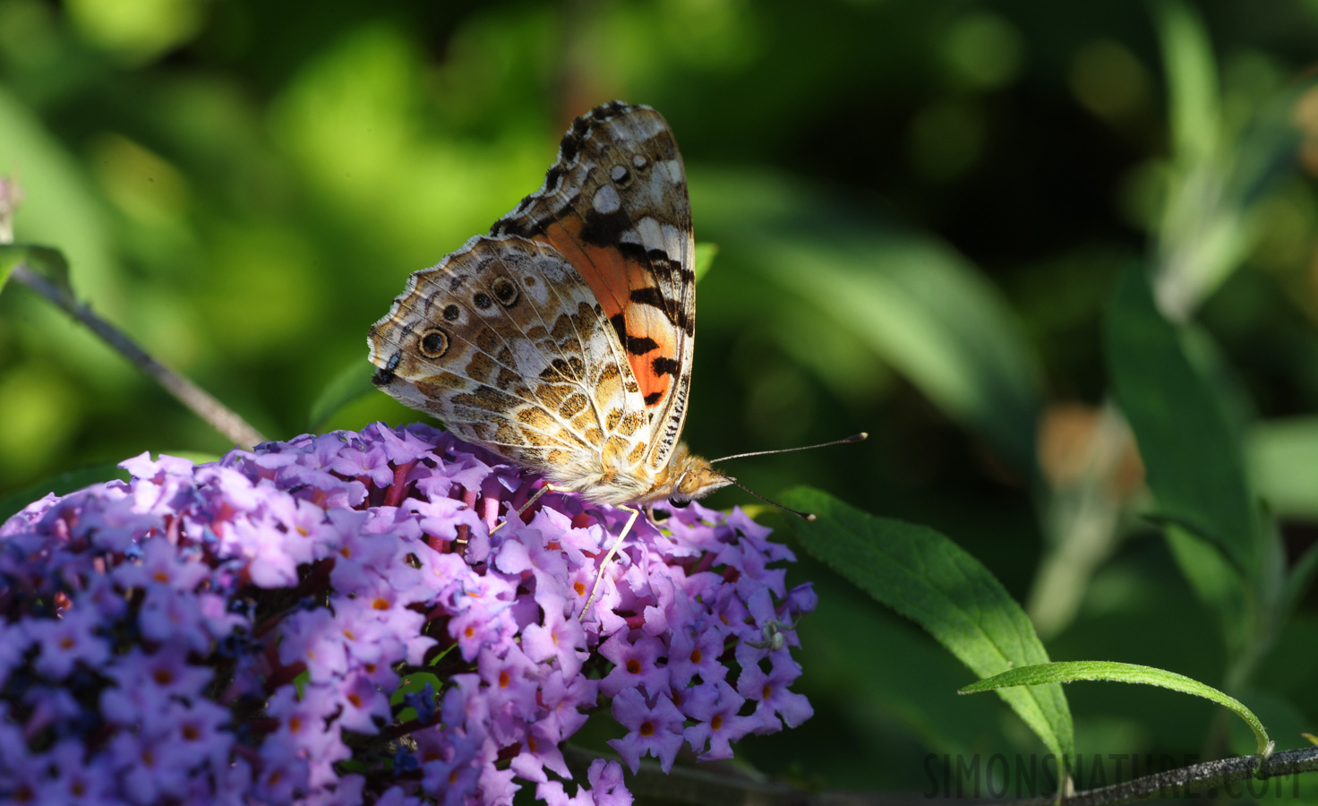 Vanessa cardui [105 mm, 1/80 sec at f / 16, ISO 400]